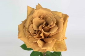 Rose Caramel Toffee 70cm