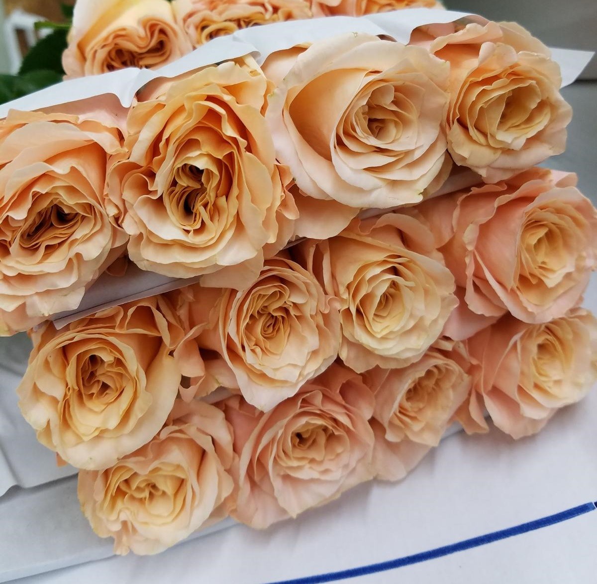 Rose Shimmer 50cm