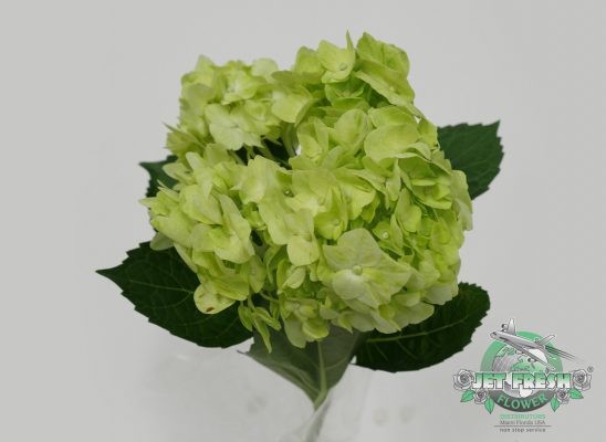 Hydrangea Premium Lime Green