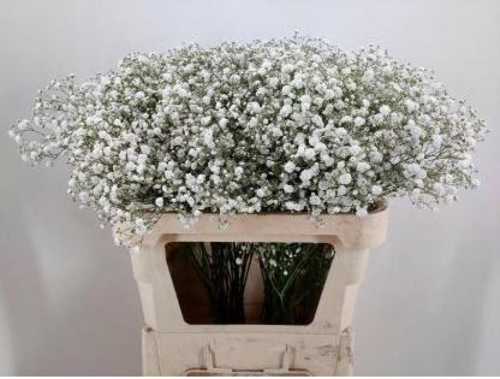 Gypsophila Xlence 40 Gr