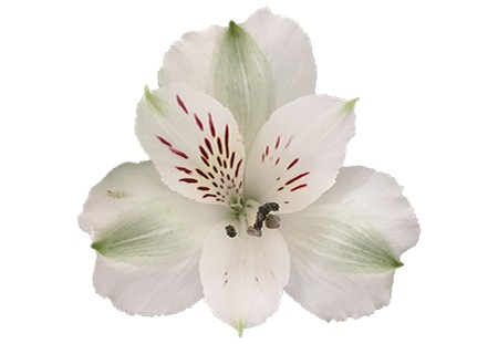 Alstroemeria White 90cm